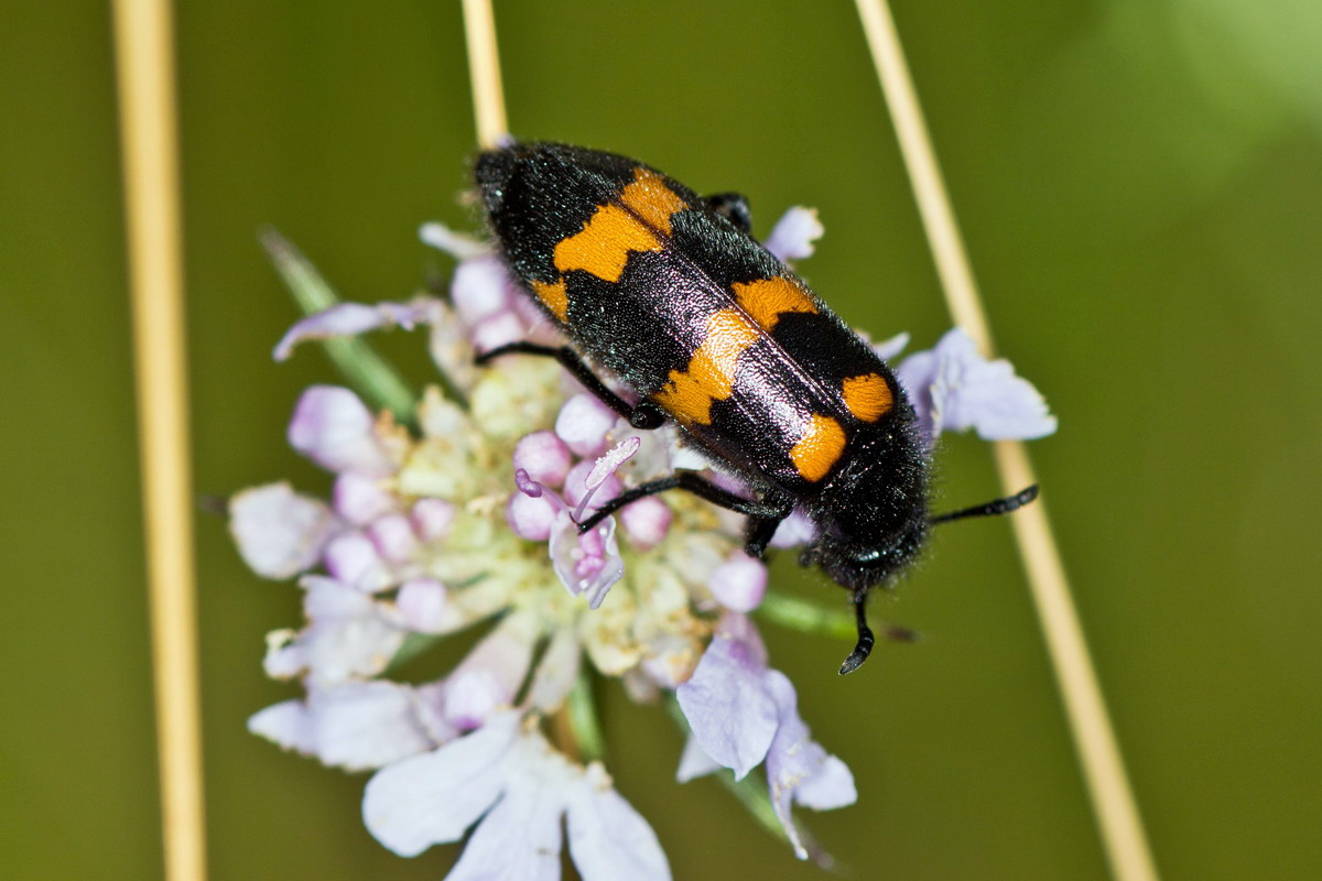 Mylabris variabilis, Meloidae